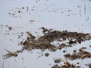 Motacilla alba lugens