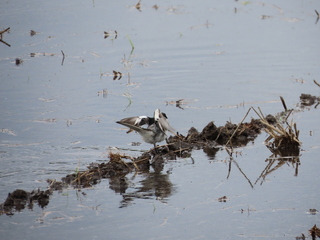 Motacilla alba lugens