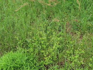 Ranunculus silerifolius