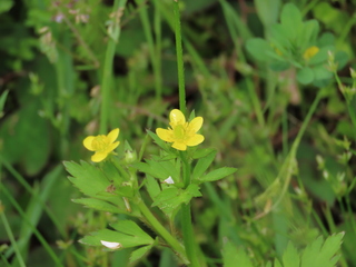 Ranunculus silerifolius