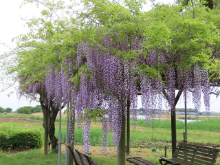Wisteria floribunda