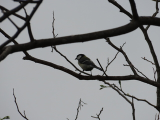 Parus minor