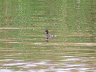 Tachybaptus ruficollis