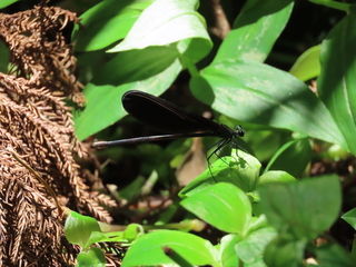 Atrocalopteryx atrata