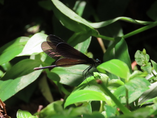 Atrocalopteryx atrata