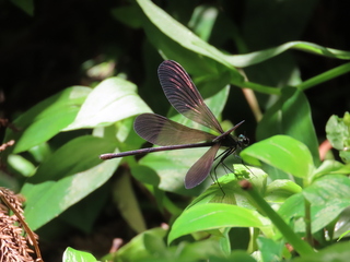 Atrocalopteryx atrata
