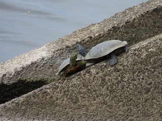 IMG_2770.JPG