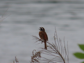 Emberiza cioides