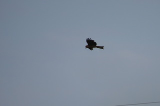 Milvus migrans