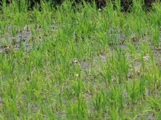 IMG_2890.JPG