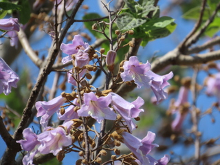 Paulownia tomentosa