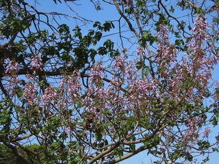 Paulownia tomentosa