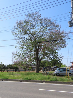 Paulownia tomentosa