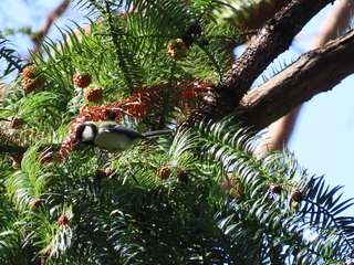 Parus minor