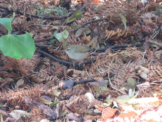 Horornis diphone