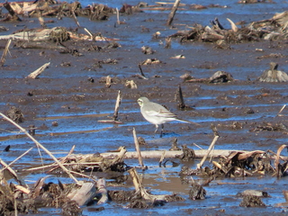 Motacilla alba lugens