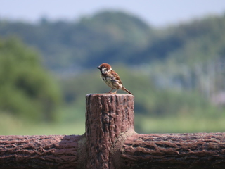 Passer montanus