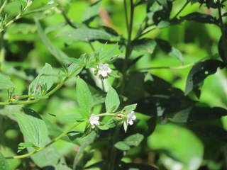 Lithospermum erythrorhizon