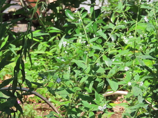 Lithospermum erythrorhizon
