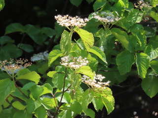 Viburnum dilatatum