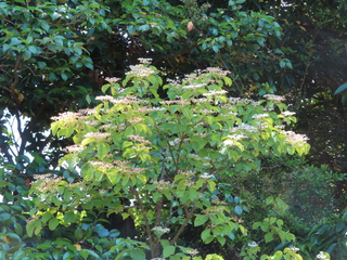 Viburnum dilatatum