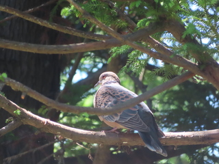 Streptopelia orientalis