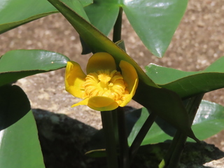 Nuphar japonica