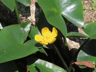 Nuphar japonica