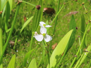 Alisma canaliculatum