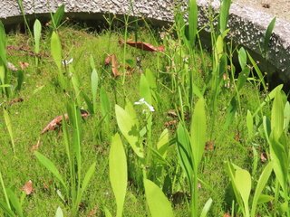 Alisma canaliculatum
