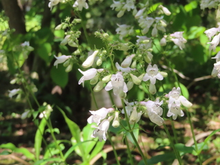 Penstemon sp.