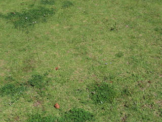 Wahlenbergia marginata