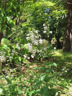 Penstemon sp.