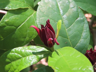 Calycanthus floridus