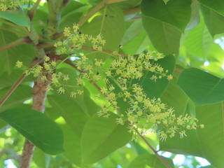 Toxicodendron vernicifluum