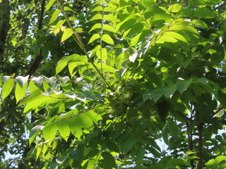 Toxicodendron vernicifluum