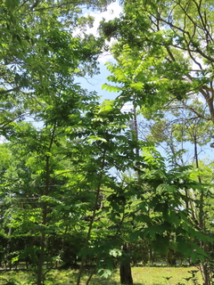 Toxicodendron vernicifluum