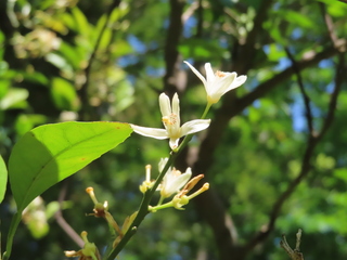 Citrus nobilis var. kunep