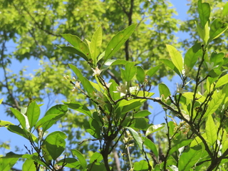 Citrus nobilis var. kunep