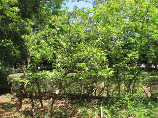 Citrus nobilis var. kunep
