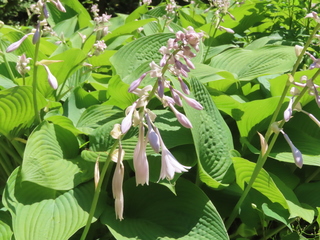 Hosta sieboldiana