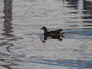Gallinula chloropus