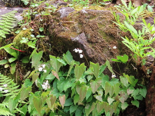 Epimedium diphyllum