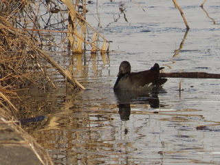 Gallinula chloropus