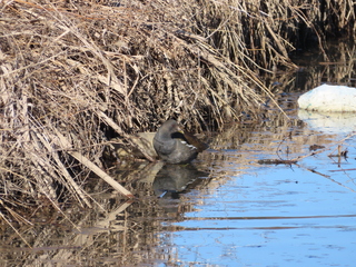 Gallinula chloropus