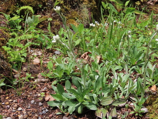 Antennaria plantaginifolia