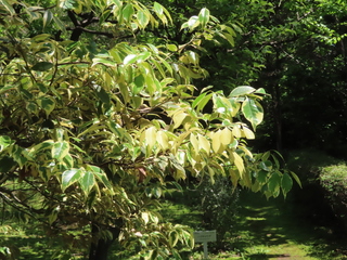 Castanopsis sieboldii