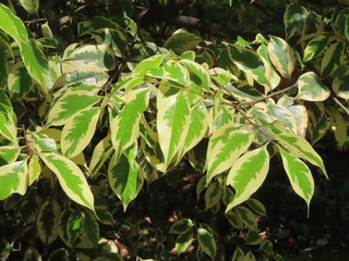 Castanopsis sieboldii
