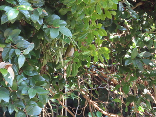 Zosterops japonicus