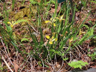 Iris minutoaurea